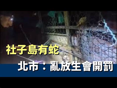 工廠出現蛇|社子島近3個月5起捕蛇案 北市籲勿亂放生會開罰